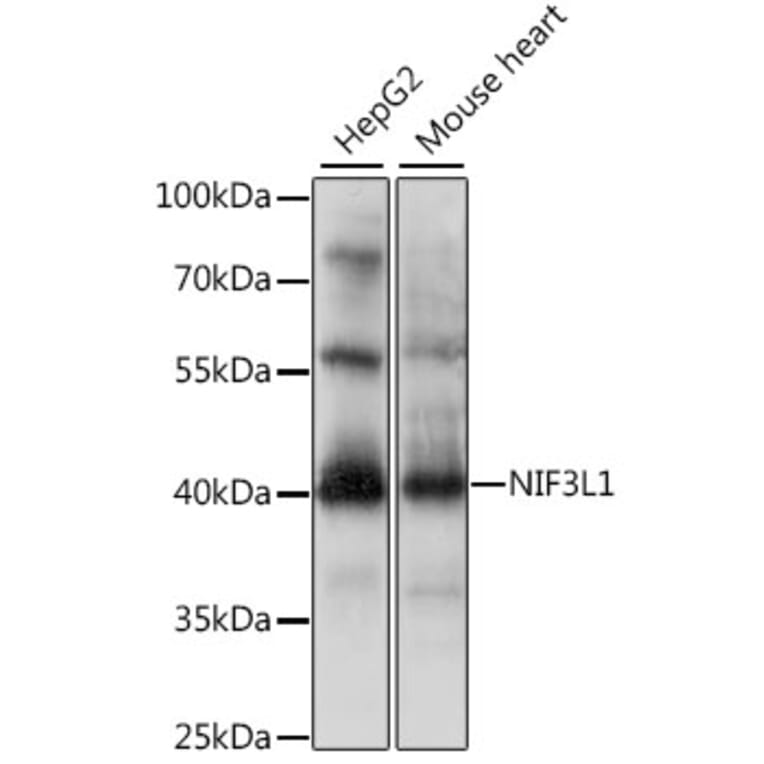 Western Blot - Anti-NIF3L1 Antibody (A15879) - Antibodies.com
