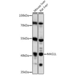 Western Blot - Anti-MAS1L Antibody (A89825) - Antibodies.com