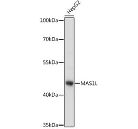 Western Blot - Anti-MAS1L Antibody (A89826) - Antibodies.com