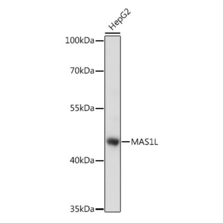 Western Blot - Anti-MAS1L Antibody (A89826) - Antibodies.com