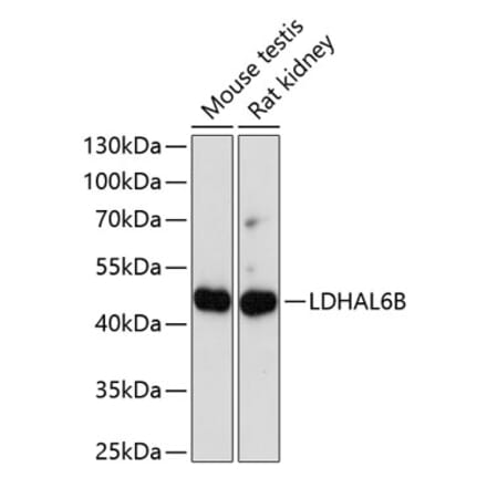 Western Blot - Anti-LDHAL6B Antibody (A89828) - Antibodies.com