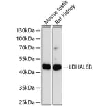 Western Blot - Anti-LDHAL6B Antibody (A89828) - Antibodies.com