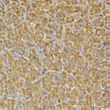 Immunohistochemistry - Anti-PRPSAP2 Antibody (A89830) - Antibodies.com