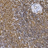 Immunohistochemistry - Anti-PRPSAP2 Antibody (A89830) - Antibodies.com
