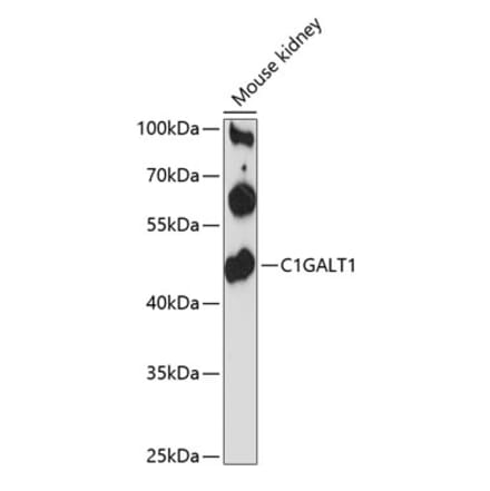 Western Blot - Anti-C1GALT1 Antibody (A89831) - Antibodies.com