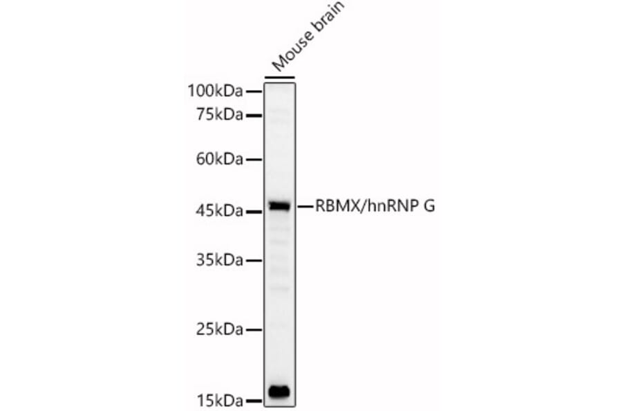 Western Blot - Anti-hnRNP G Antibody (A89832) - Antibodies.com