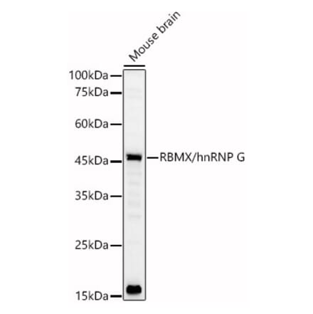 Western Blot - Anti-hnRNP G Antibody (A89832) - Antibodies.com