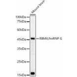 Western Blot - Anti-hnRNP G Antibody (A89832) - Antibodies.com