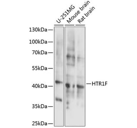 Western Blot - Anti-5HT1F Receptor Antibody (A89833) - Antibodies.com