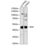 Western Blot - Anti-Biglycan Antibody (A89834) - Antibodies.com