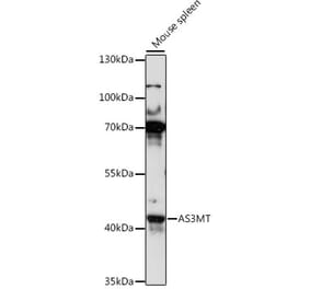 Western Blot - Anti-Cyt 19 Antibody (A89835) - Antibodies.com