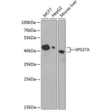 Western Blot - Anti-VPS37A/HCRP1 Antibody (A89836) - Antibodies.com