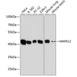 Western Blot - Anti-p38 gamma/MAPK12 Antibody (A89839) - Antibodies.com