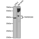 Western Blot - Anti-TNFRSF10D Antibody (A14078) - Antibodies.com