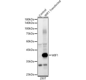 Western Blot - Anti-WIF1 Antibody (A89841) - Antibodies.com