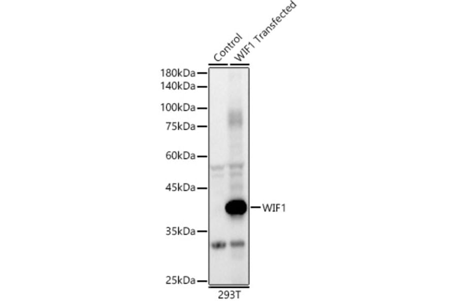 Western Blot - Anti-WIF1 Antibody (A89841) - Antibodies.com
