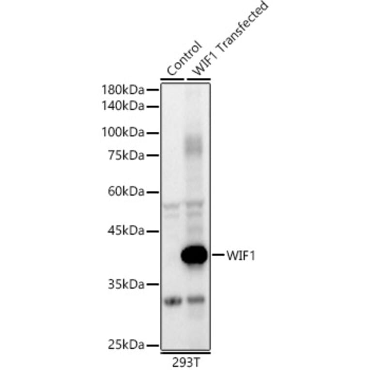 Western Blot - Anti-WIF1 Antibody (A89841) - Antibodies.com