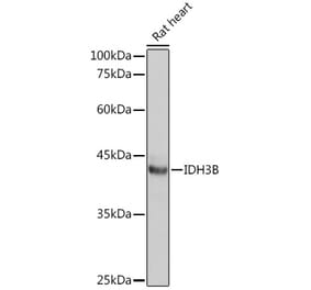 Western Blot - Anti-IDH3B Antibody (A89844) - Antibodies.com