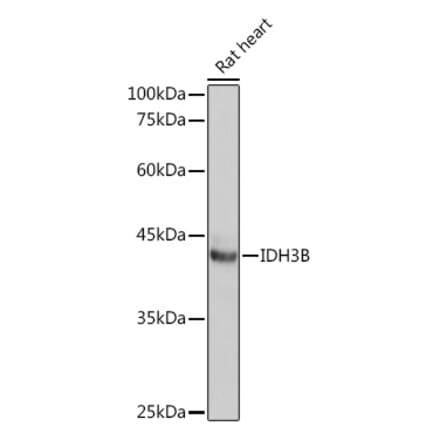 Western Blot - Anti-IDH3B Antibody (A89844) - Antibodies.com