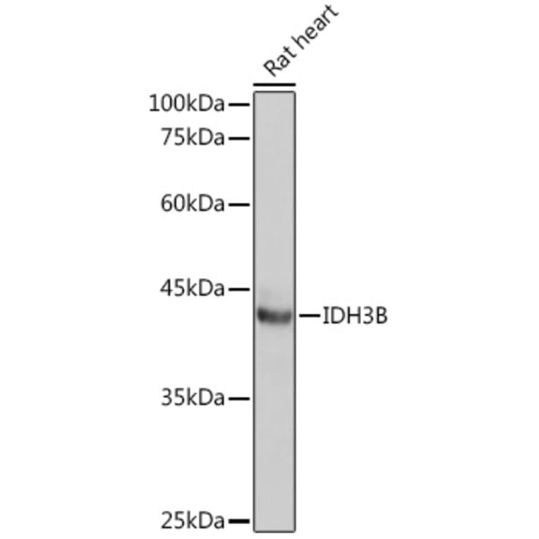 Western Blot - Anti-IDH3B Antibody (A89844) - Antibodies.com