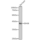 Western Blot - Anti-IDH3B Antibody (A89844) - Antibodies.com