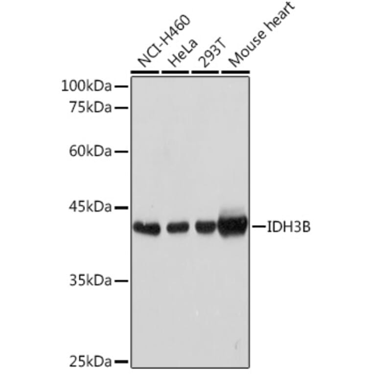 Western Blot - Anti-IDH3B Antibody (A89844) - Antibodies.com