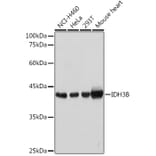 Western Blot - Anti-IDH3B Antibody (A89844) - Antibodies.com