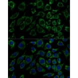 Immunofluorescence - Anti-IDH3B Antibody (A89844) - Antibodies.com