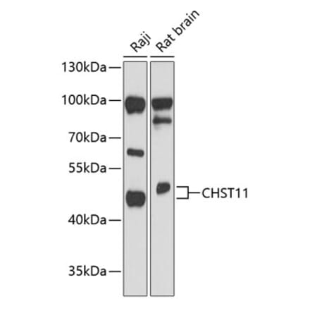 Western Blot - Anti-CHST11 Antibody (A89846) - Antibodies.com