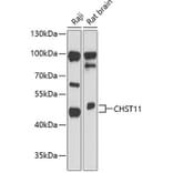 Western Blot - Anti-CHST11 Antibody (A89846) - Antibodies.com