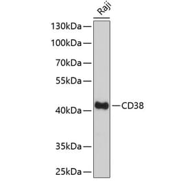 Western Blot - Anti-CD38 Antibody (A89847) - Antibodies.com