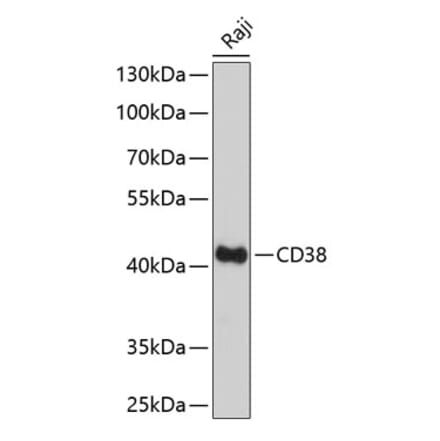 Western Blot - Anti-CD38 Antibody (A89847) - Antibodies.com