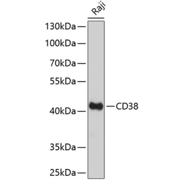 Western Blot - Anti-CD38 Antibody (A89847) - Antibodies.com
