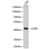 Western Blot - Anti-CD38 Antibody (A89847) - Antibodies.com