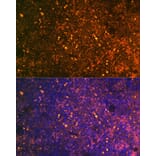 Immunofluorescence - Anti-CD38 Antibody (A89847) - Antibodies.com
