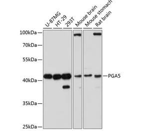 Western Blot - Anti-PGA5 Antibody (A89848) - Antibodies.com