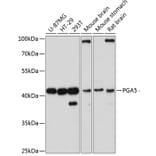 Western Blot - Anti-PGA5 Antibody (A89848) - Antibodies.com