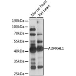 Western Blot - Anti-ADPRHL1 Antibody (A89850) - Antibodies.com