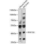 Western Blot - Anti-RNF150 Antibody (A3472) - Antibodies.com