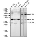 Western Blot - Anti-VEGFA Antibody (A89855) - Antibodies.com