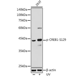 Western Blot - Anti-CREB (phospho Ser129) Antibody (A89856) - Antibodies.com