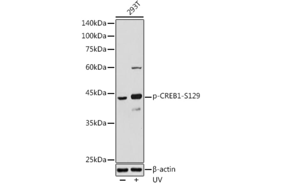Western Blot - Anti-CREB (phospho Ser129) Antibody (A89856) - Antibodies.com