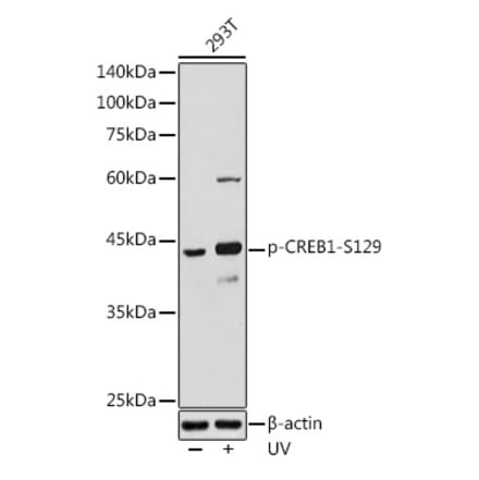 Western Blot - Anti-CREB (phospho Ser129) Antibody (A89856) - Antibodies.com
