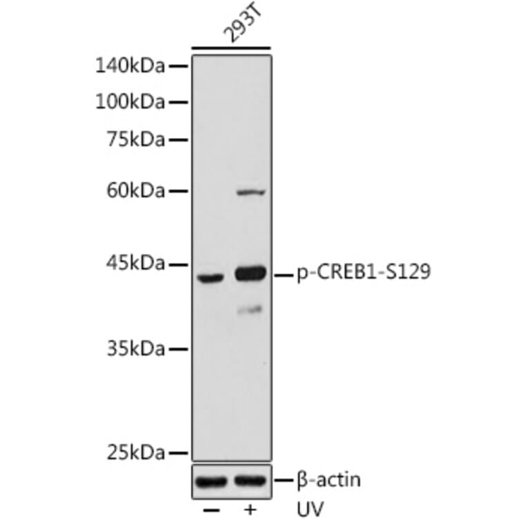 Western Blot - Anti-CREB (phospho Ser129) Antibody (A89856) - Antibodies.com