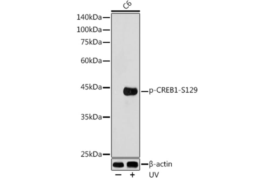 Western Blot - Anti-CREB (phospho Ser129) Antibody (A89856) - Antibodies.com