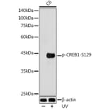 Western Blot - Anti-CREB (phospho Ser129) Antibody (A89856) - Antibodies.com