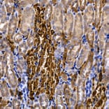 Immunohistochemistry - Anti-SLC14A1/UTE Antibody (A89857) - Antibodies.com