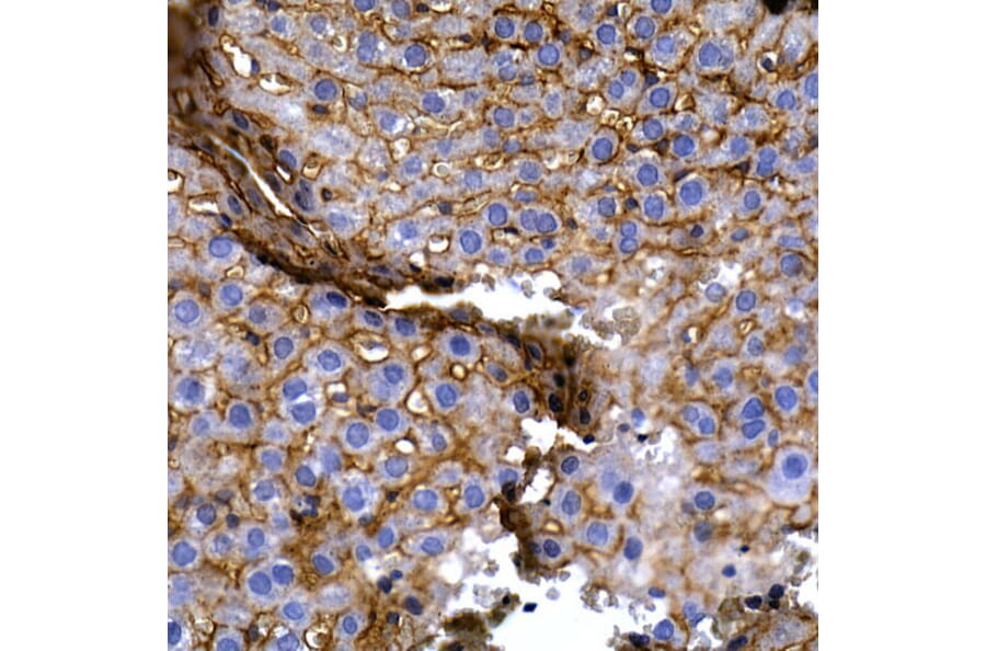 Immunohistochemistry - Anti-SLC14A1/UTE Antibody (A89857) - Antibodies.com