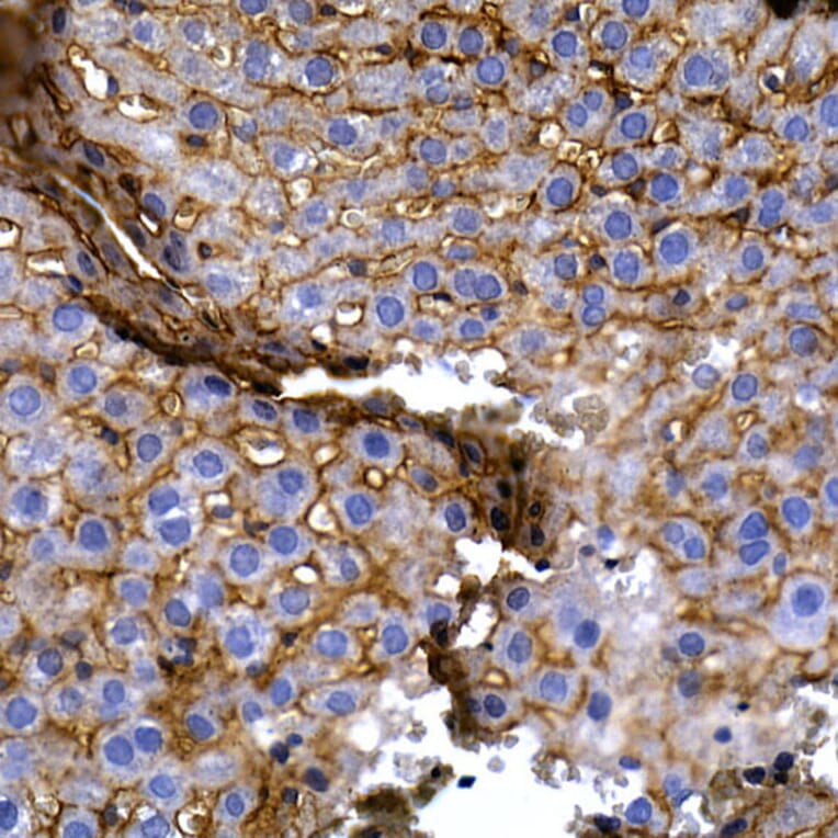 Immunohistochemistry - Anti-SLC14A1/UTE Antibody (A89857) - Antibodies.com