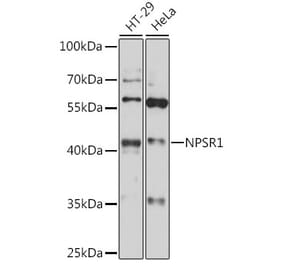 Western Blot - Anti-NPSR1 Antibody (A89858) - Antibodies.com